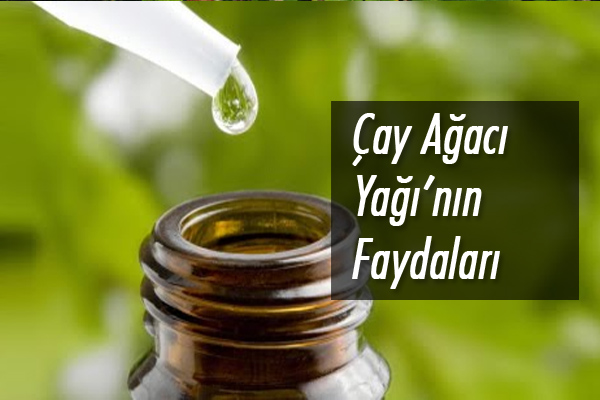 çay ağacı